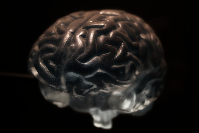 Mózg układ nerwowy neurony