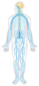 układ nerwowy człowieka budowa
